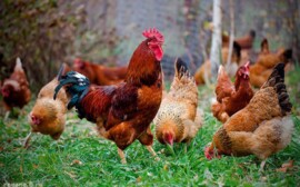 В Новосибирской области сократилось производство мяса и хлеба