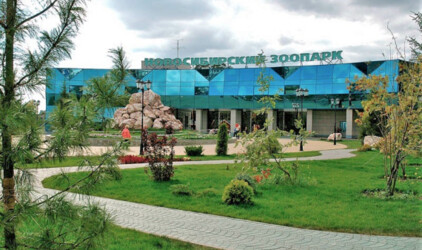 Власти Новосибирска выделят на реконструкцию павильона для медведей 95 млн рублей