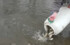 В водоёмы Новосибирской области выпущена молодь промысловых рыб