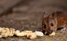 Учёные из Новосибирска: "Полевые мыши считают лучше приматов"