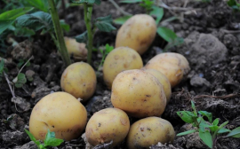 В Новосибирской области в склад для хранения картофеля вложили 30 млн долларов
