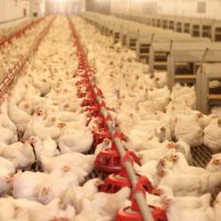 Новосибирская птицефабрика «Евсинская» увеличит производство яиц до 514,5 млн штук в год