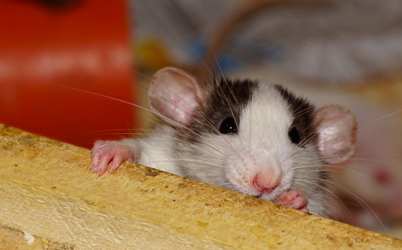 Учёные из Новосибирска рассказал и об уникальных экспериментах с участием крыс