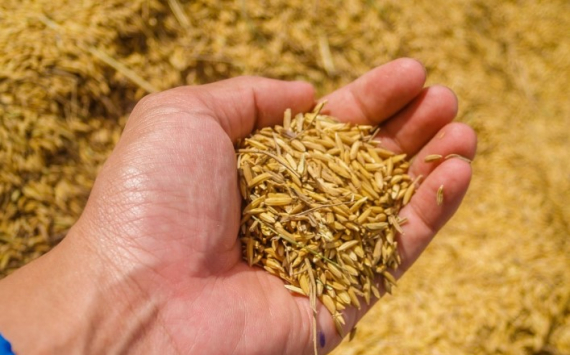 Власти Новосибирской области оценили проблему с контрабандой зерна