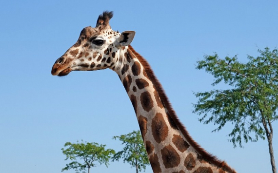 Новосибирский зоопарк за 1,4 млрд рублей построит комплекс для африканских животных