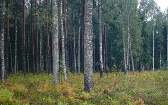 Новосибирская область потратит около 150 млн рублей на борьбу с лесными пожарами