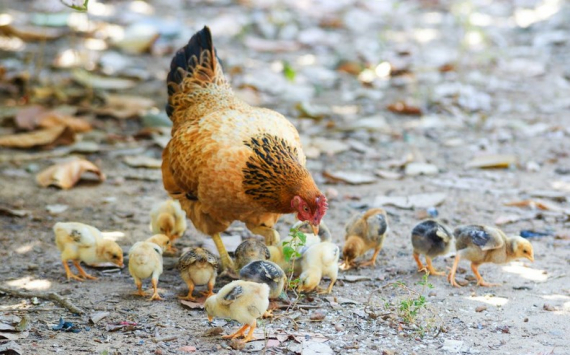 Власти Новосибирской области назвали причины подорожания курицы на 20%