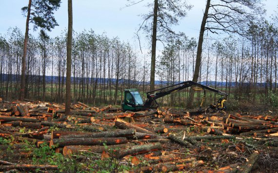Мэрия Новосибирска частично остановила вырубку деревьев в Заельцовском бору‍