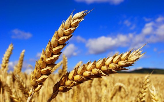 В Новосибирской области для реализации урожая зерна-2017 принят комплекс мер